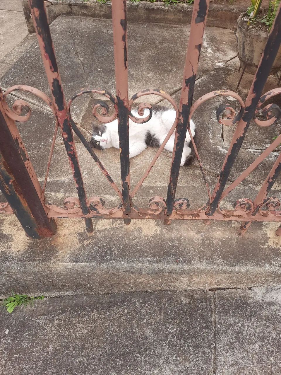 Doa-se gata foi abandonada - Foto 3