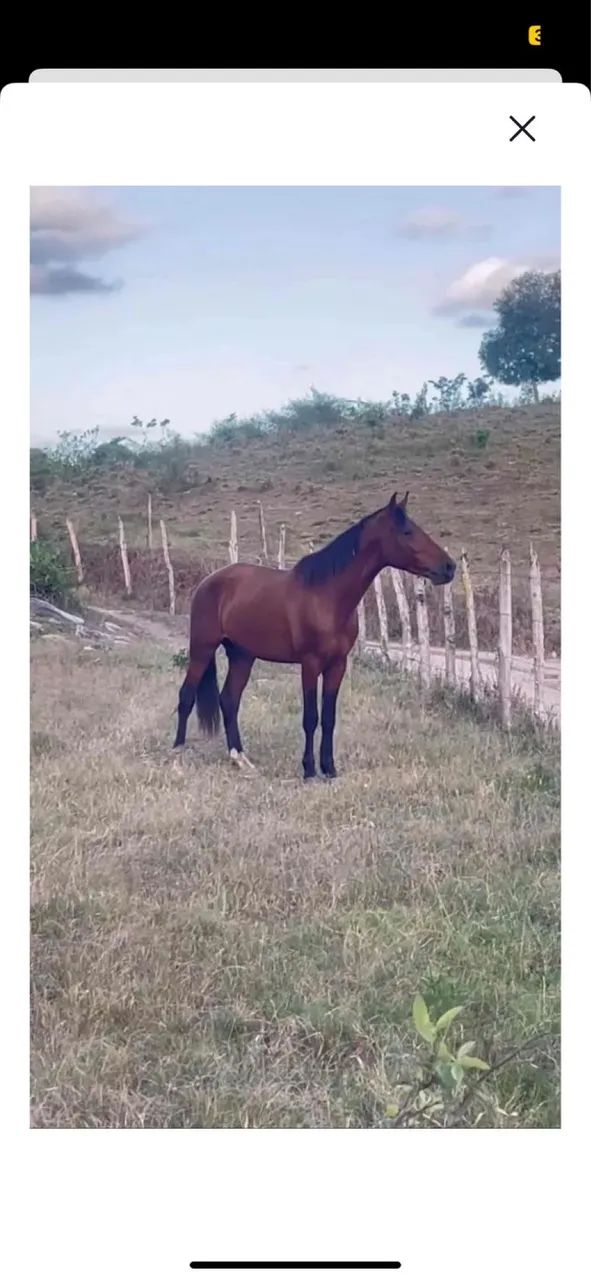 Cavalo mangalarga 
