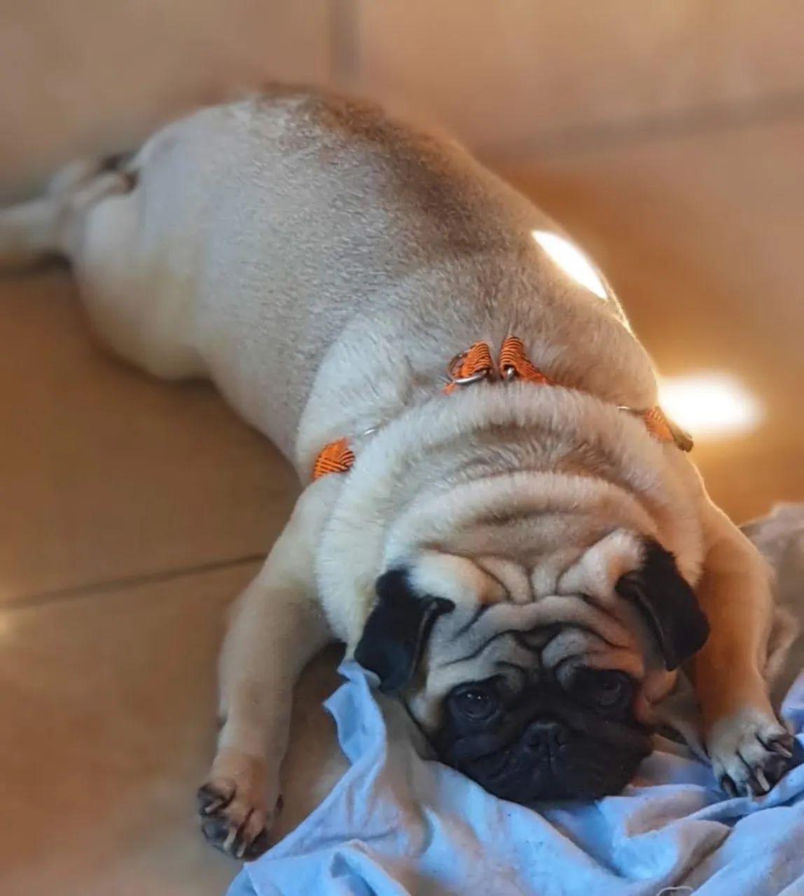 Pug Pedigree vendendo - Foto 4