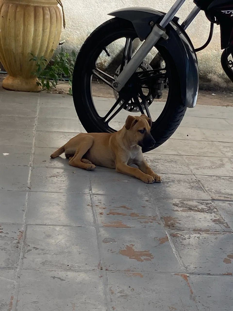 Cachorrinha para adoção 