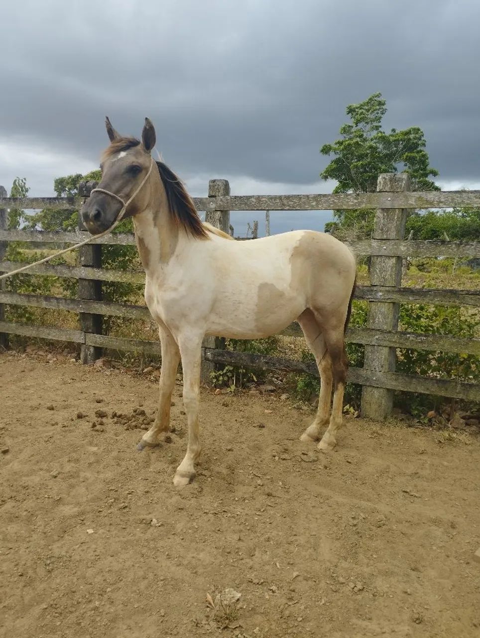 Potro Puro sangue MM 