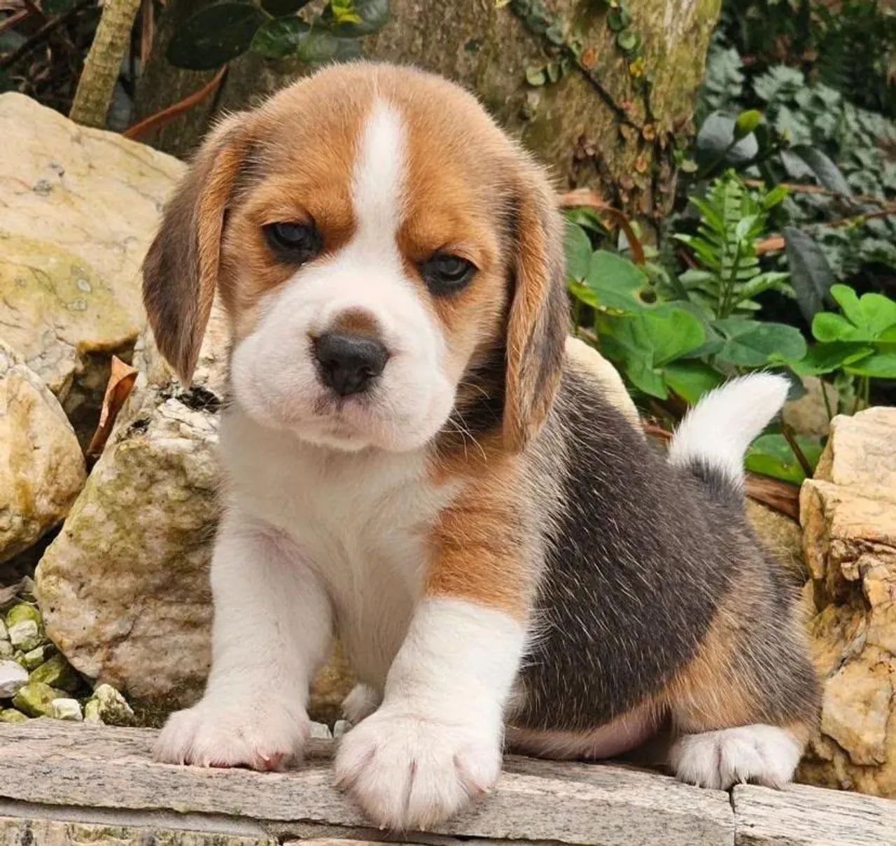 Beagle Filhotinhos Lindos com Exames e Vacina Importada - Foto 3