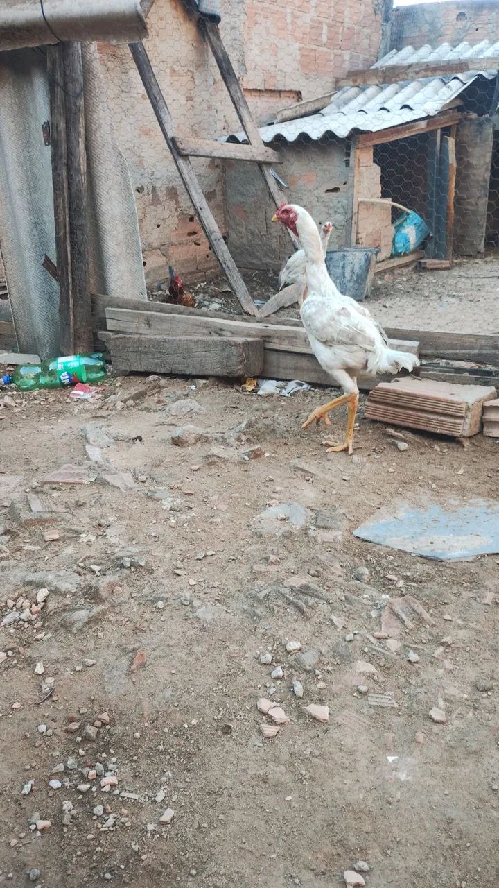 Frango shamo  - Foto 2