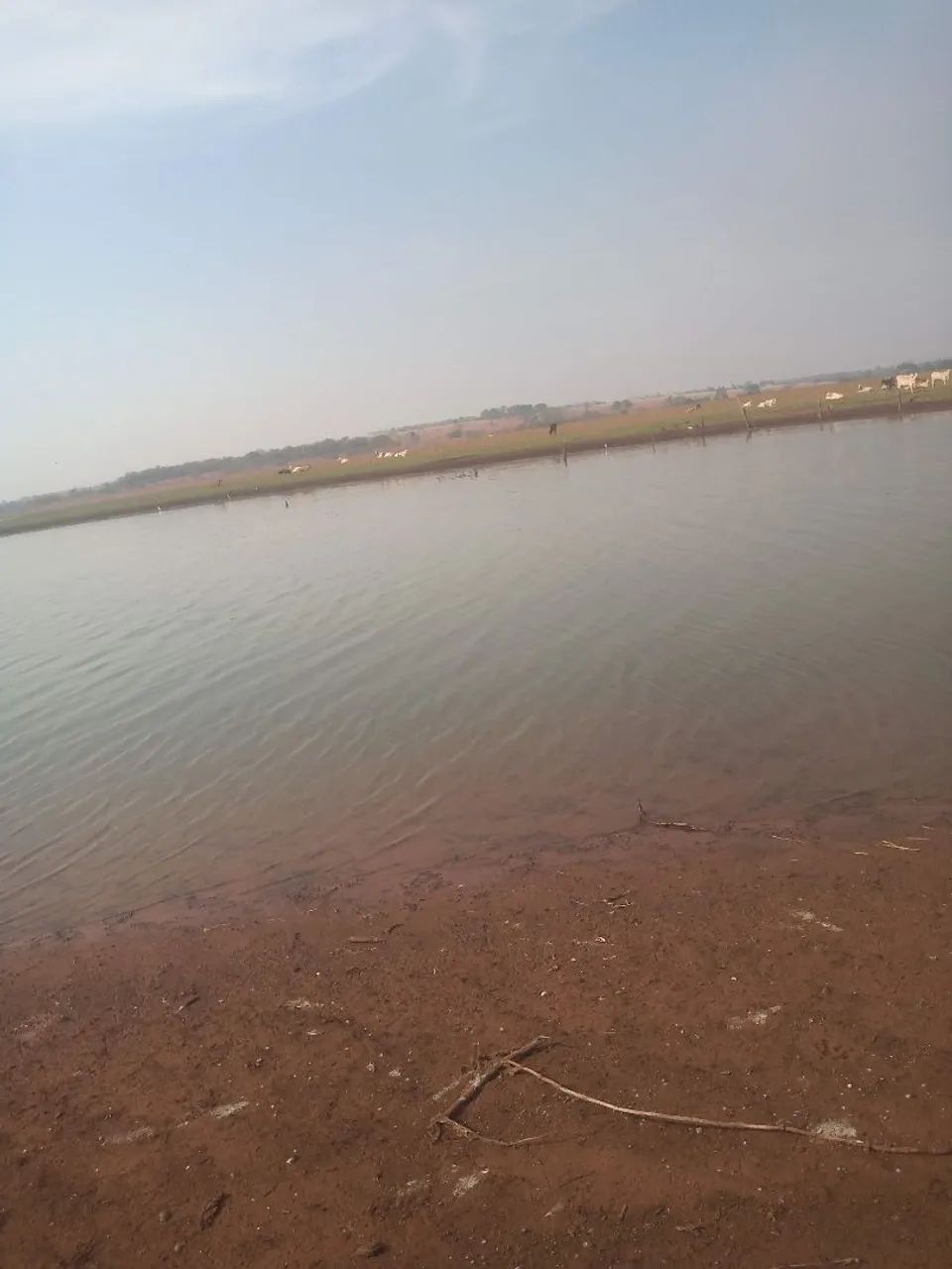 Foto - Mirassol - Jardim Girassol