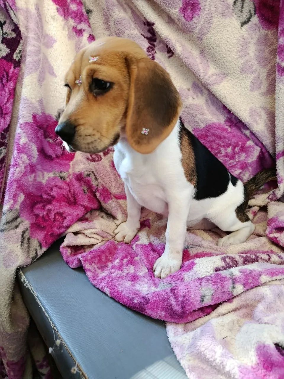 Linda femia de beagle - Foto 3