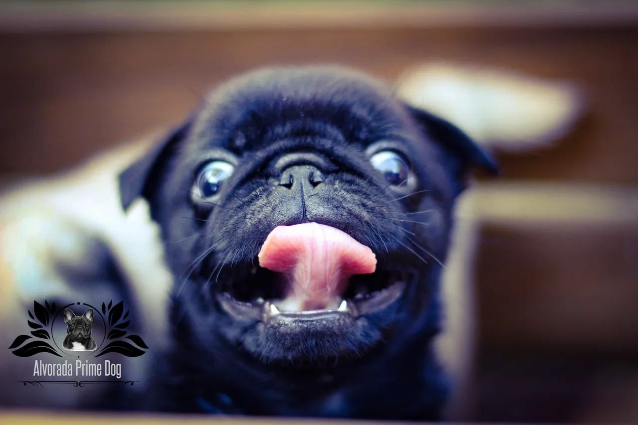 Pug macho  - Foto 4