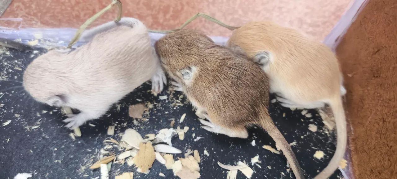 Esquilo da mangolia gerbil  - Foto 2
