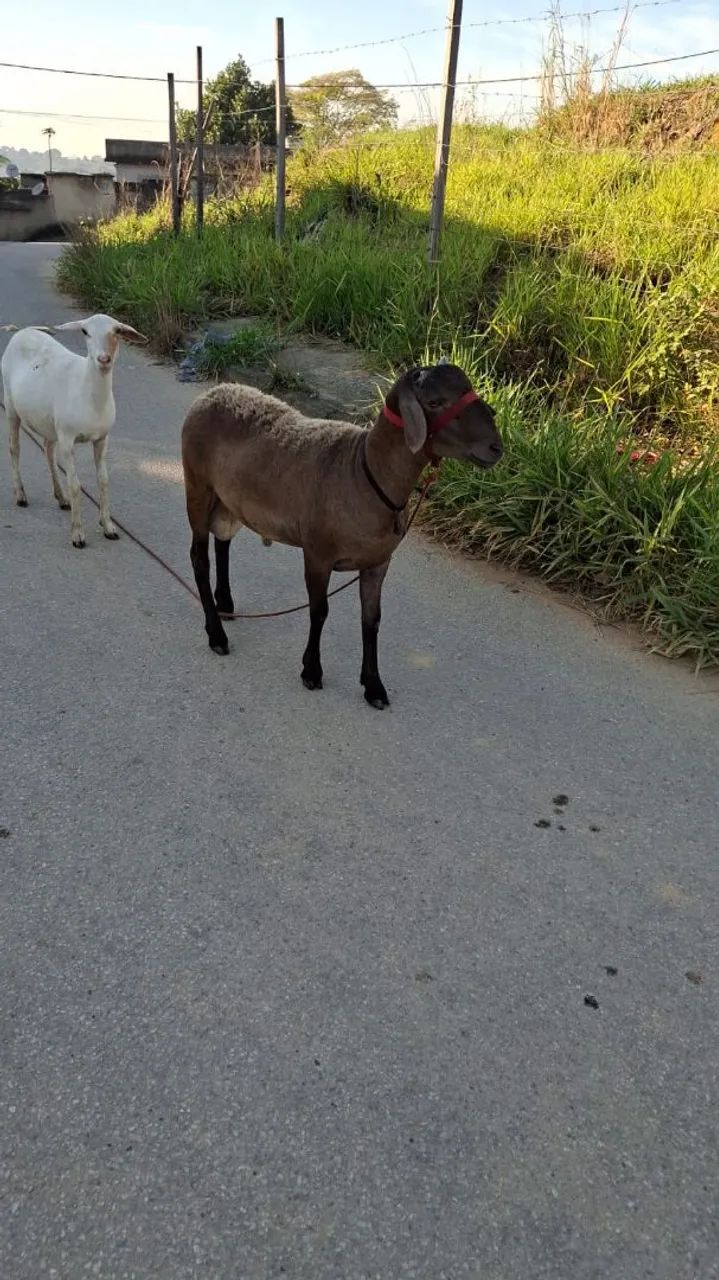 Vendo cabra parida  - Foto 5