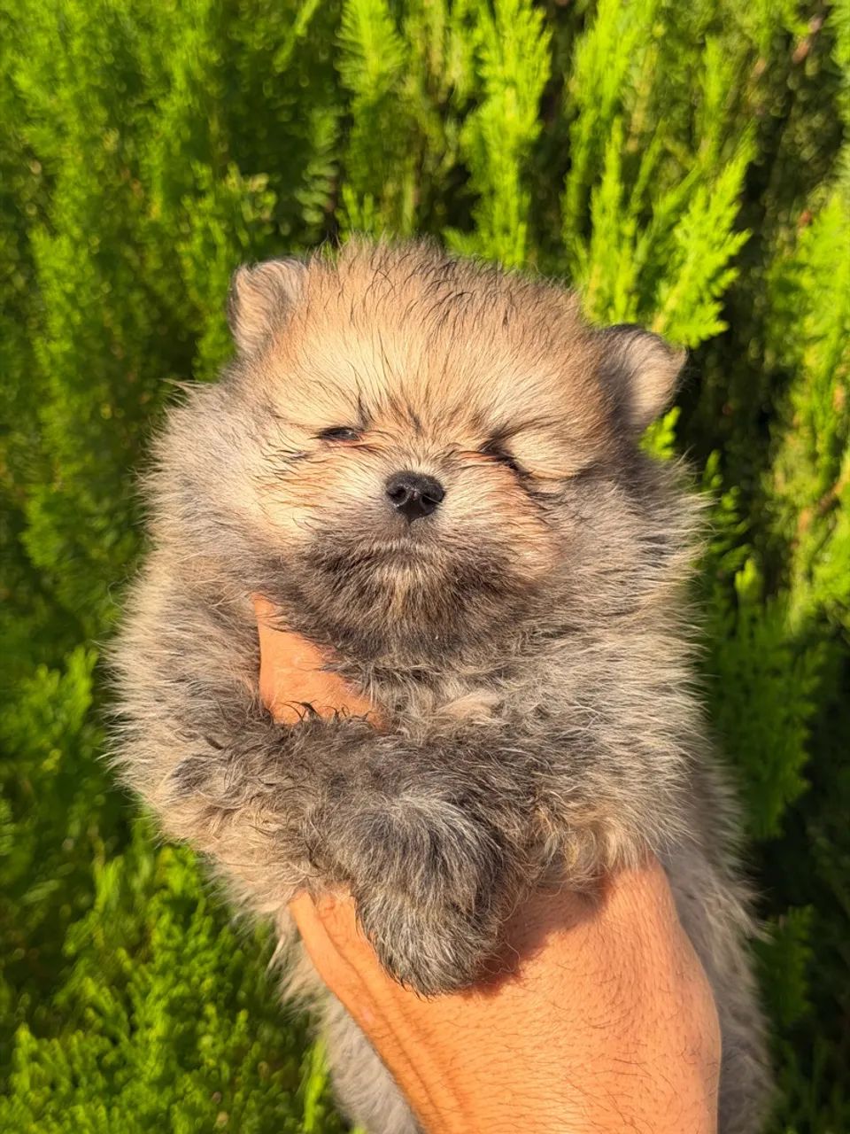 Lulu da Pomerania  - Foto 2