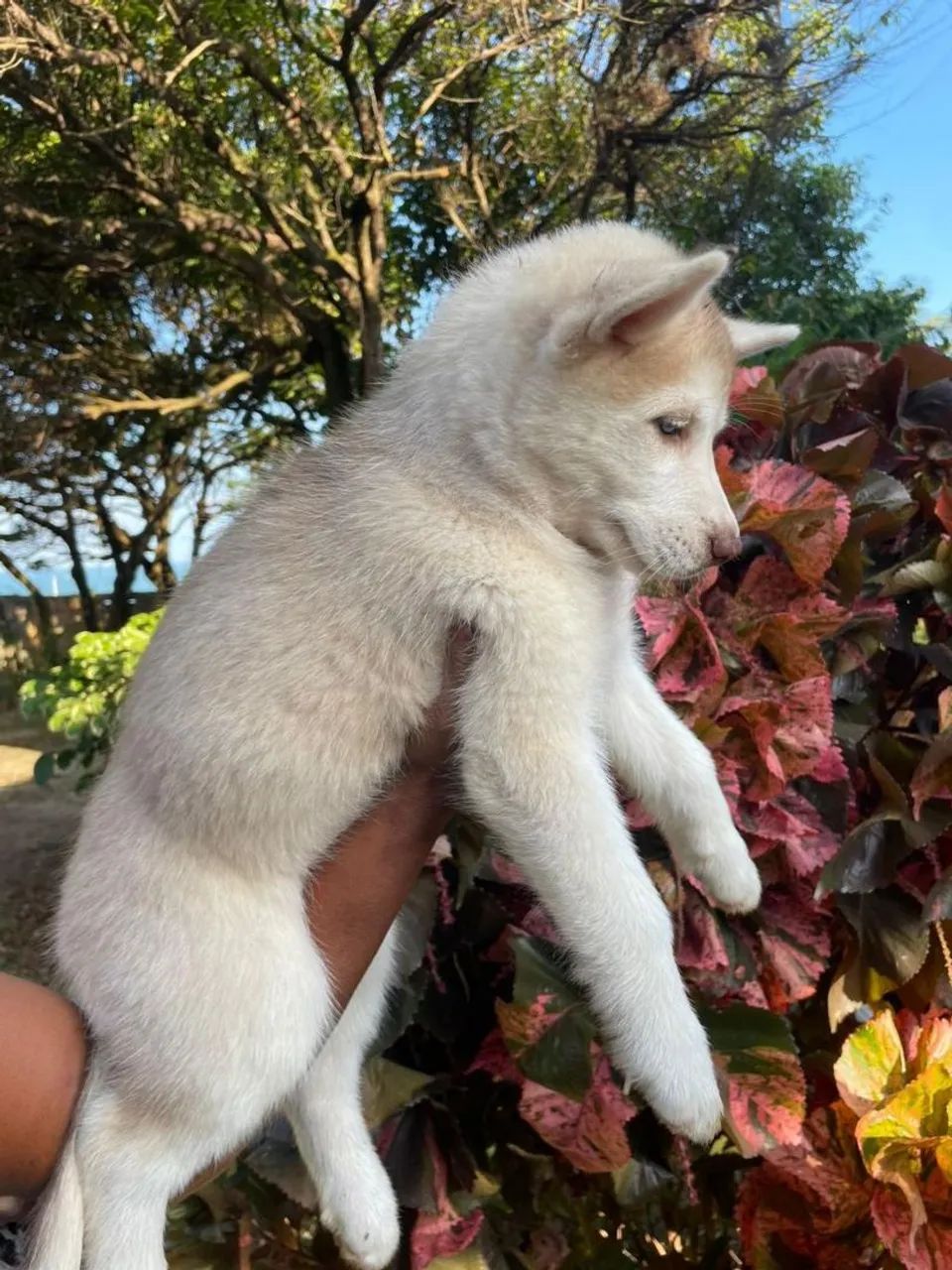 Filhote de Husky