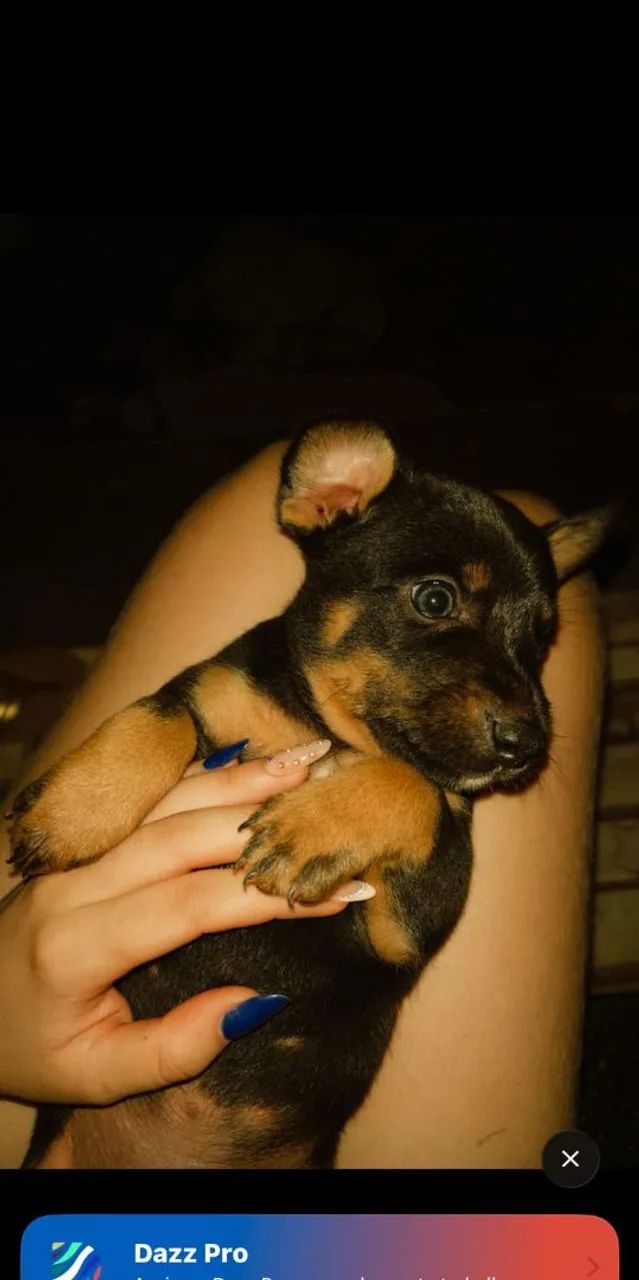 Vende-se cachorro 