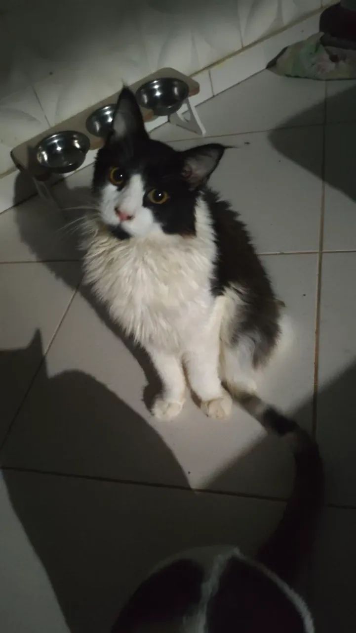Doa-Se Gatos  - Foto 2