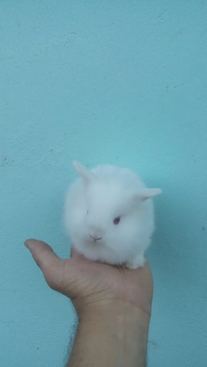 Mini coelhinho  - Foto 5