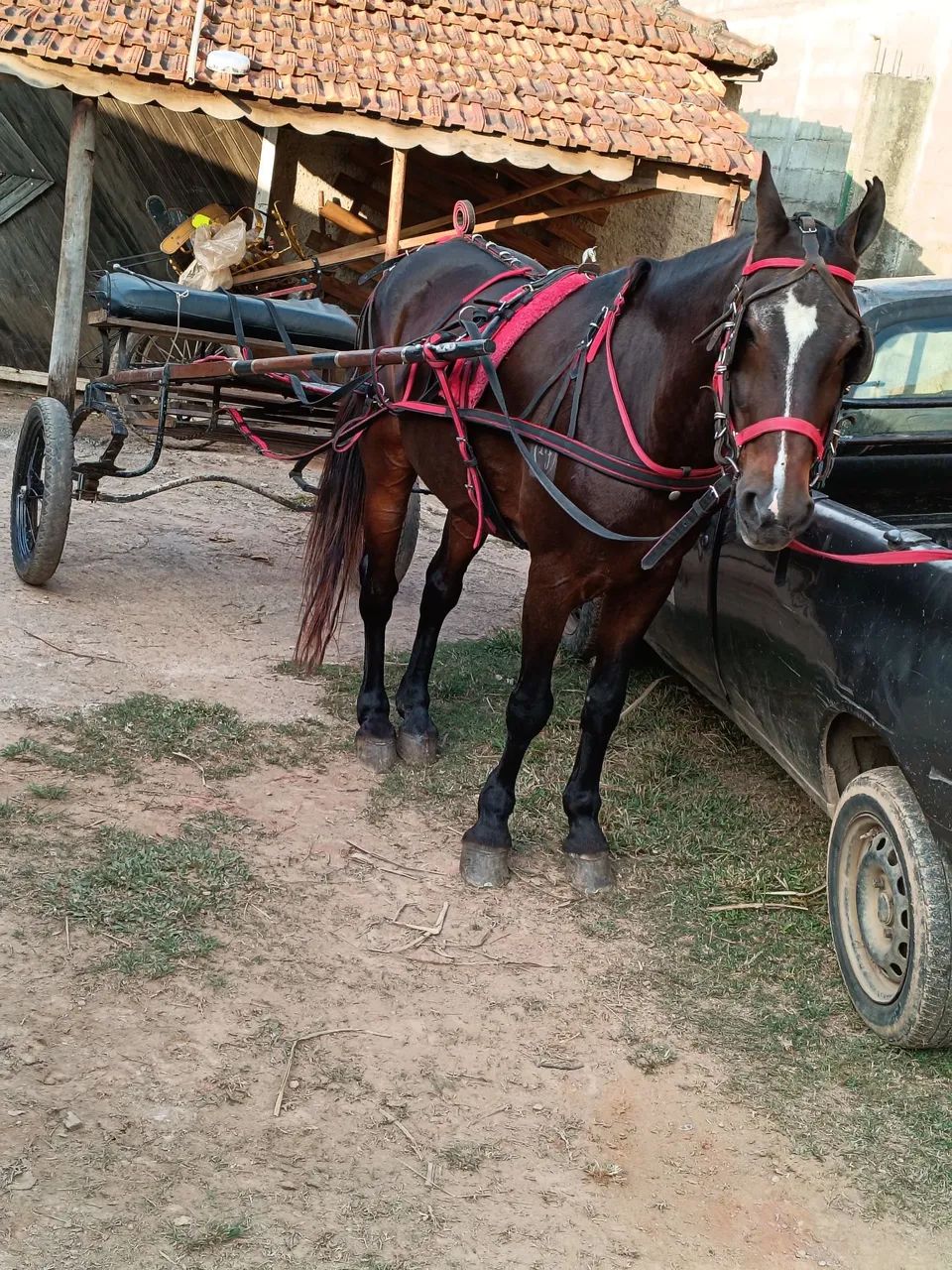 Cavalo trotador  - Foto 2