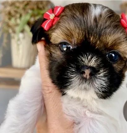 Shih  Tzu