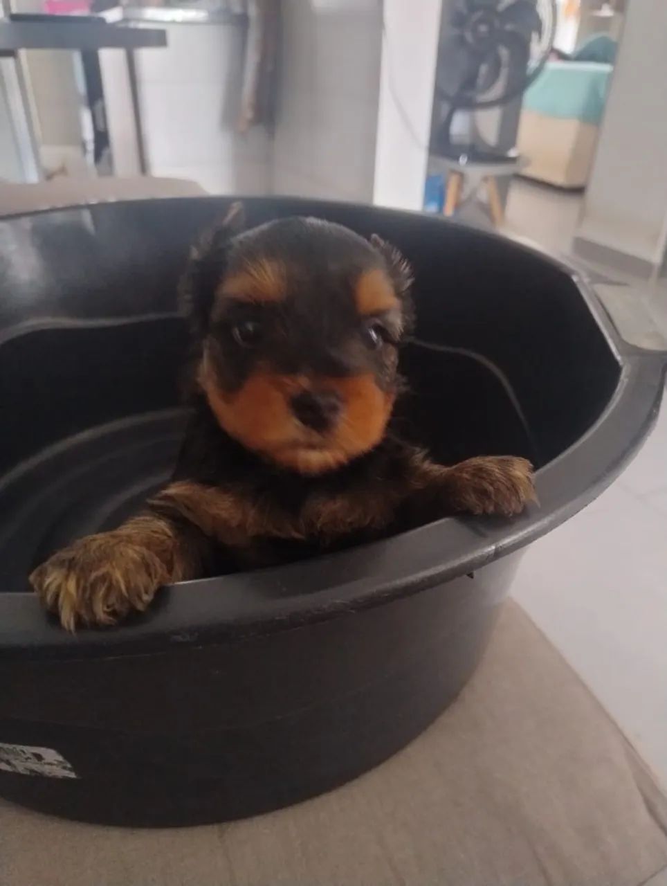 FILHOTES YORKSHIRE TERRIER