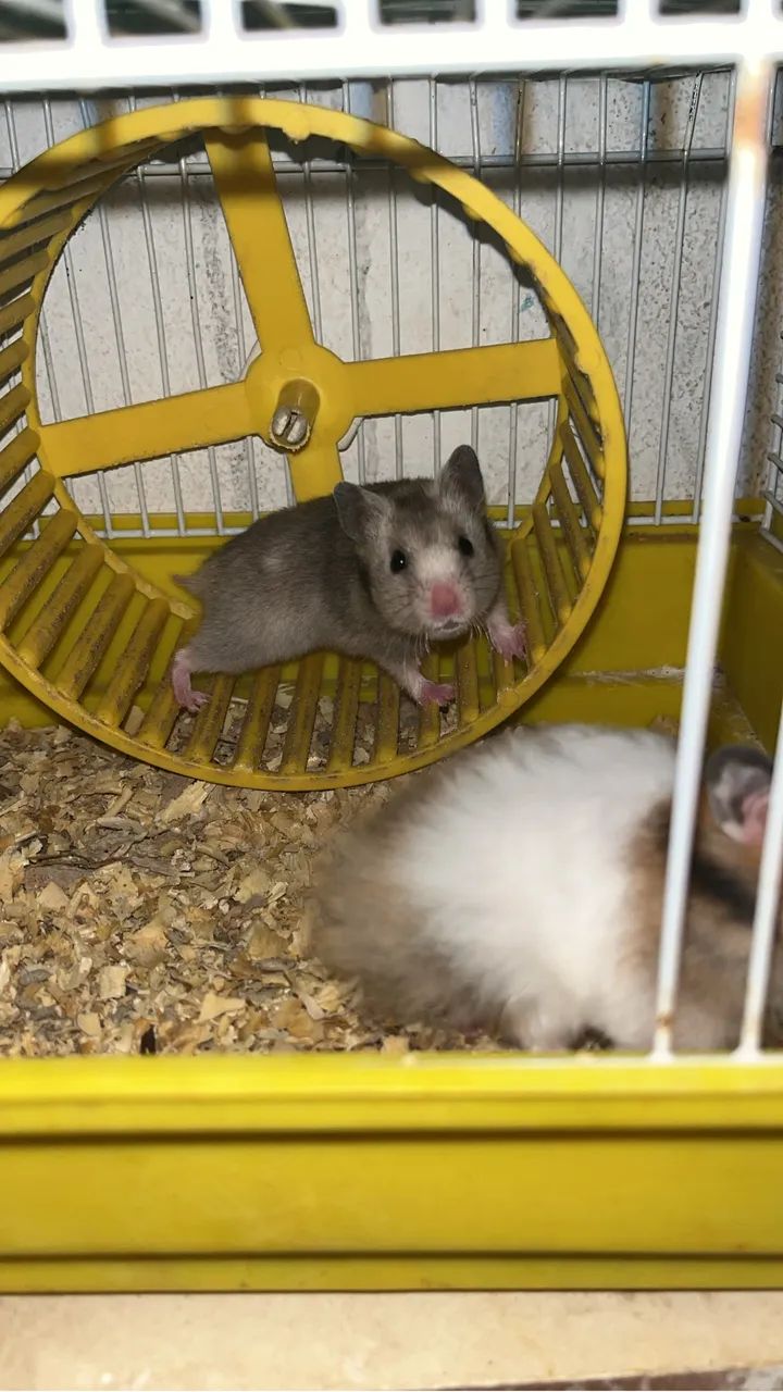 Hamister sírio  - Foto 5