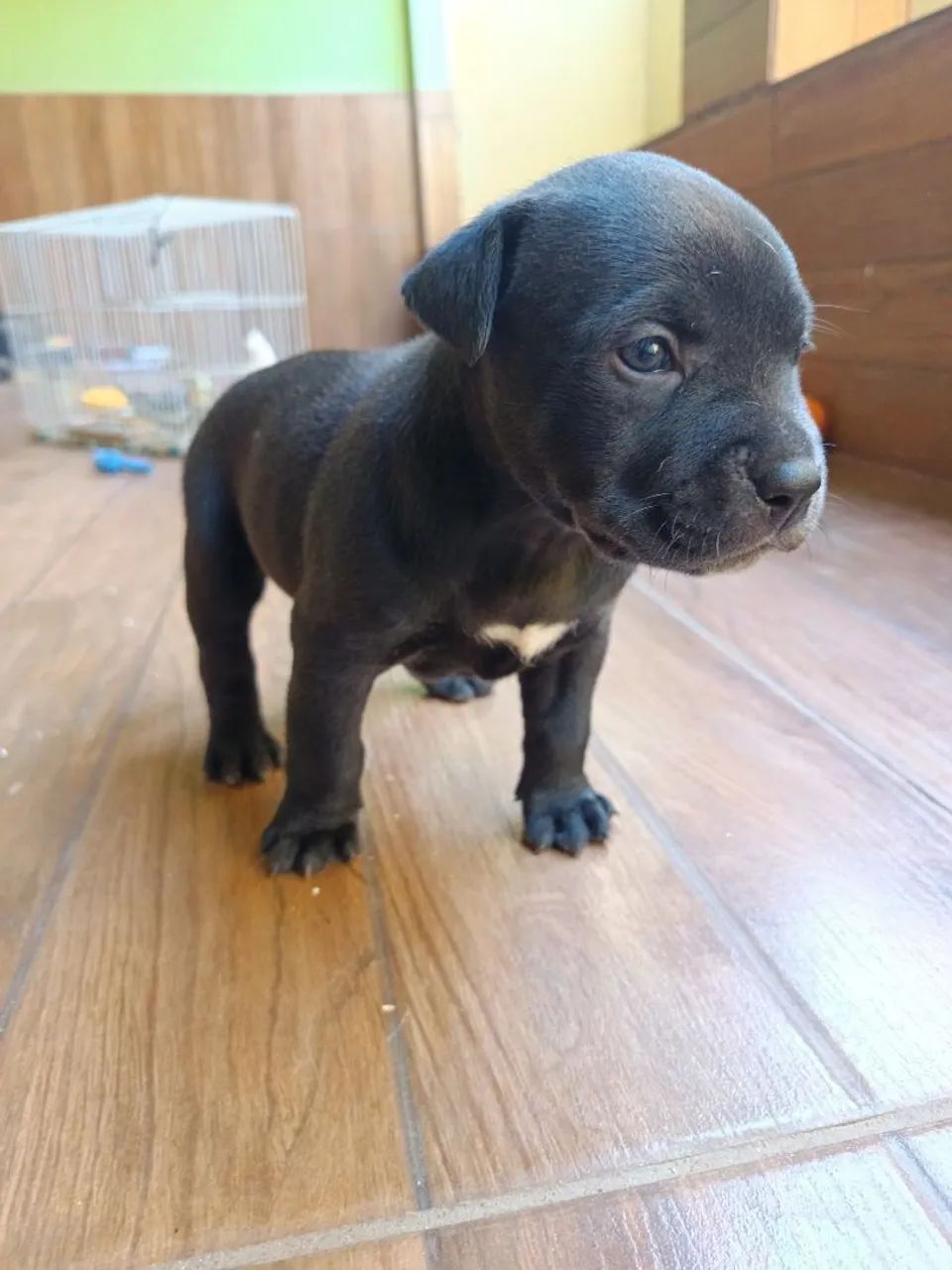 Doação de cachorro 