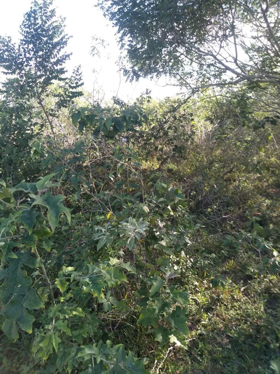 Wando - Foto 2