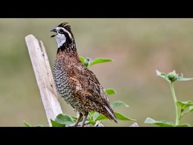 Adquira já  - Foto 2