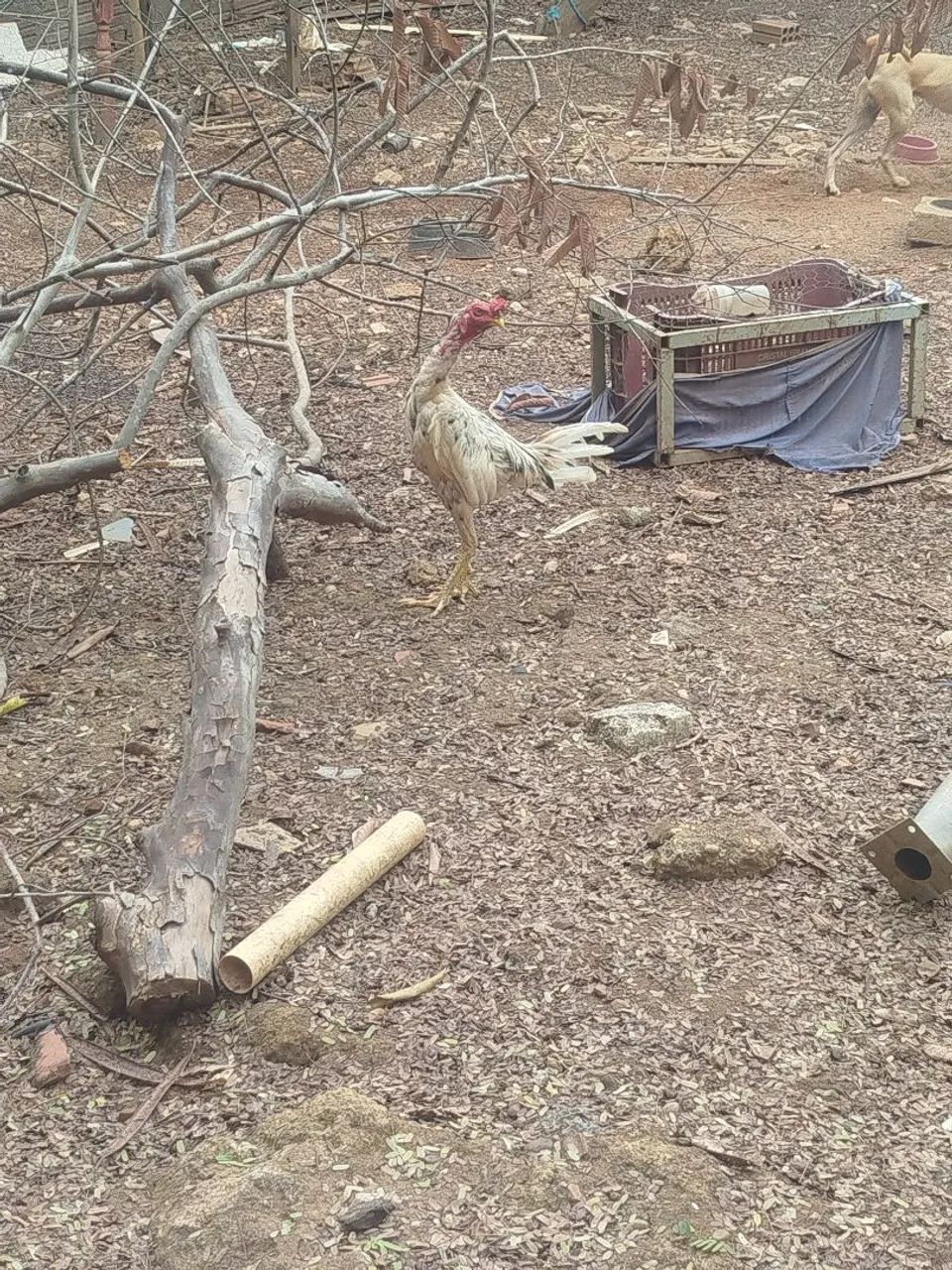 Frango de raça! - Foto 4