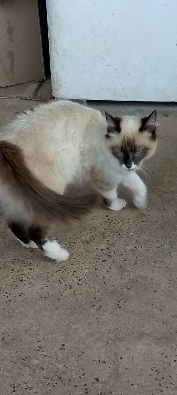 Doa-se essa gatinha  - Foto 3