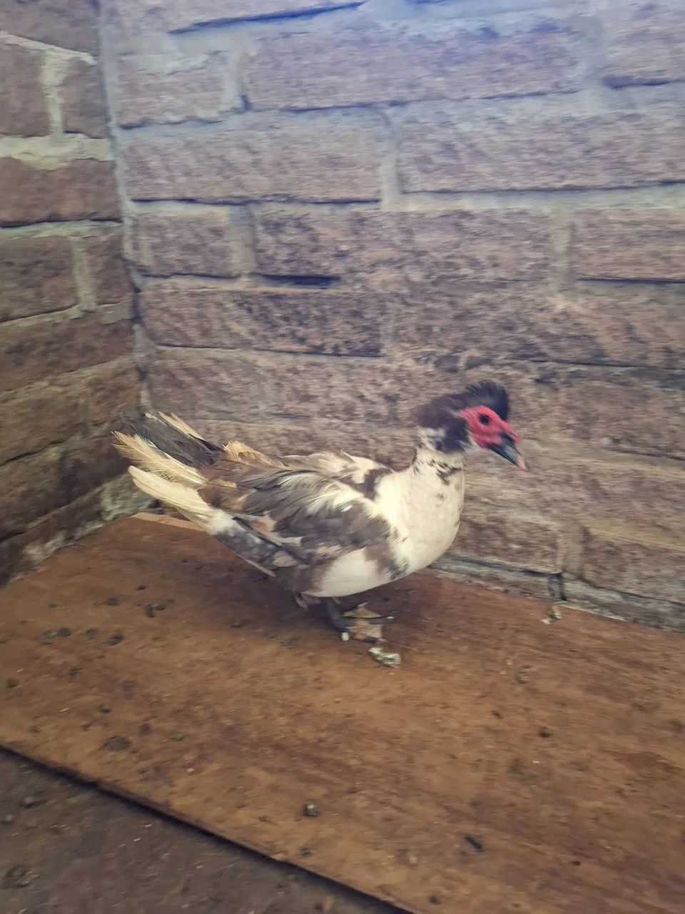 Patas e patos/ patinhos - Foto 4