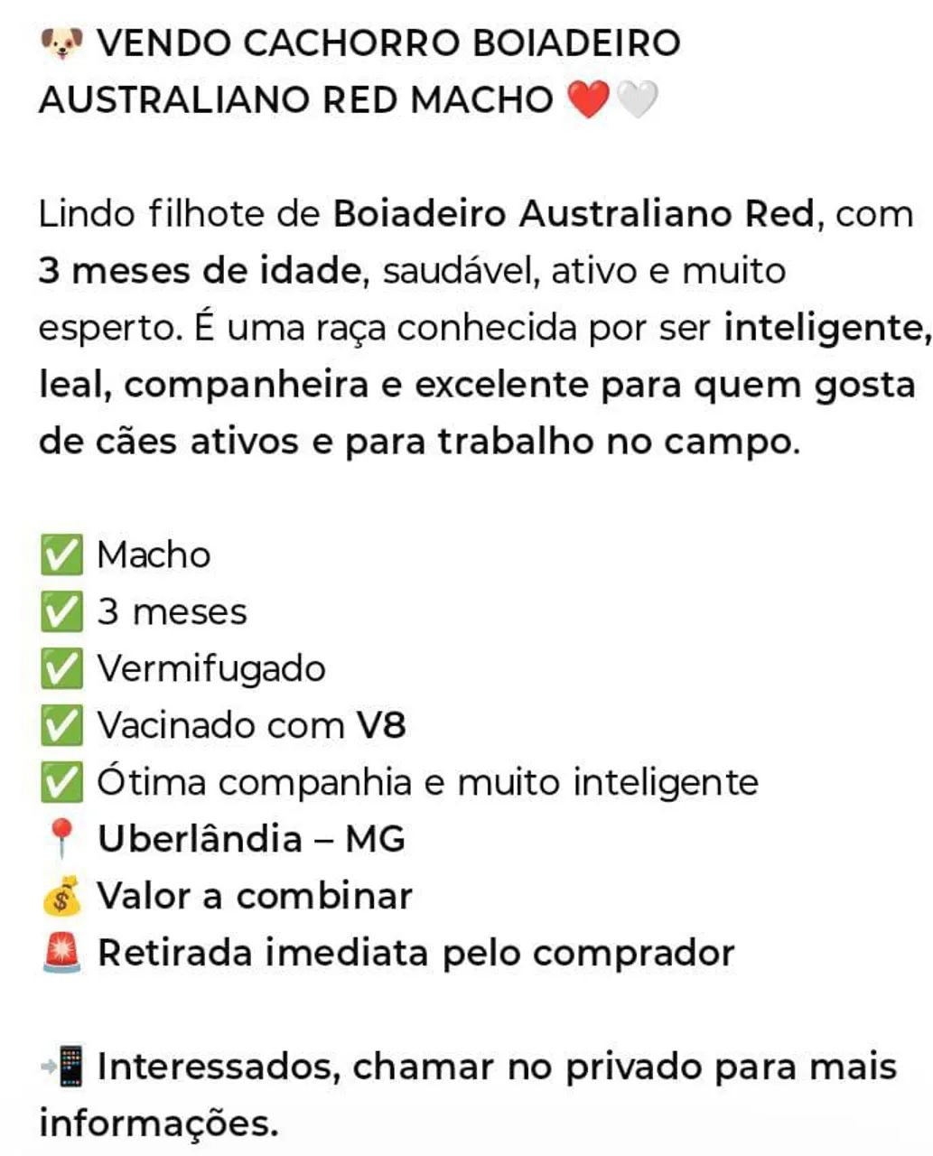 Vendo boiadeiro australiano  - Foto 2