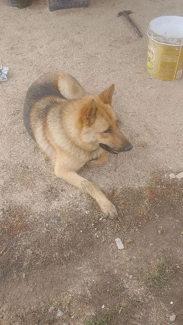 Doando cachorro pastor alemão  - Foto 3