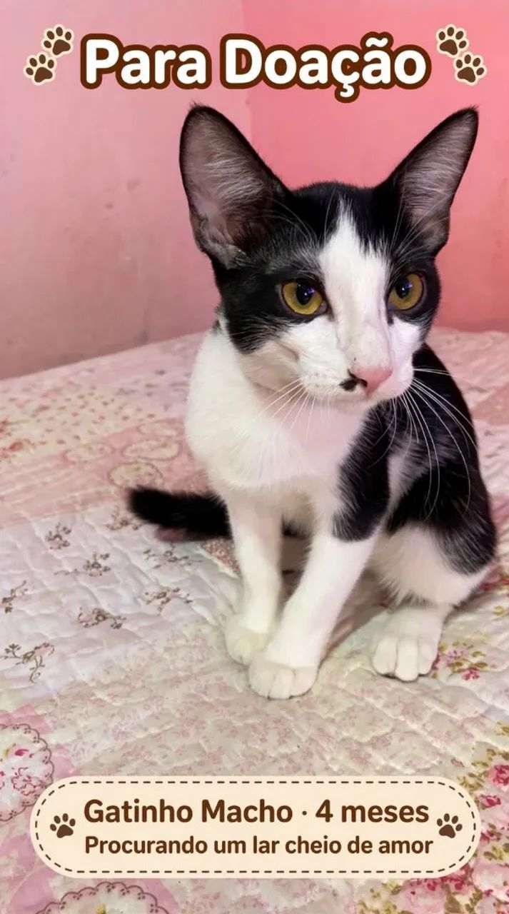 Adoção responsável gatinhos  - Foto 3