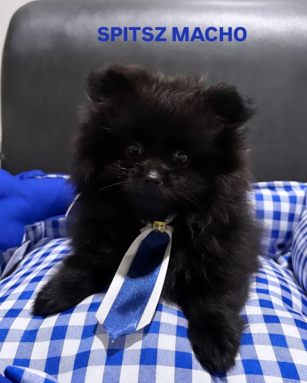 Vendo Spitz Alemão Macho
