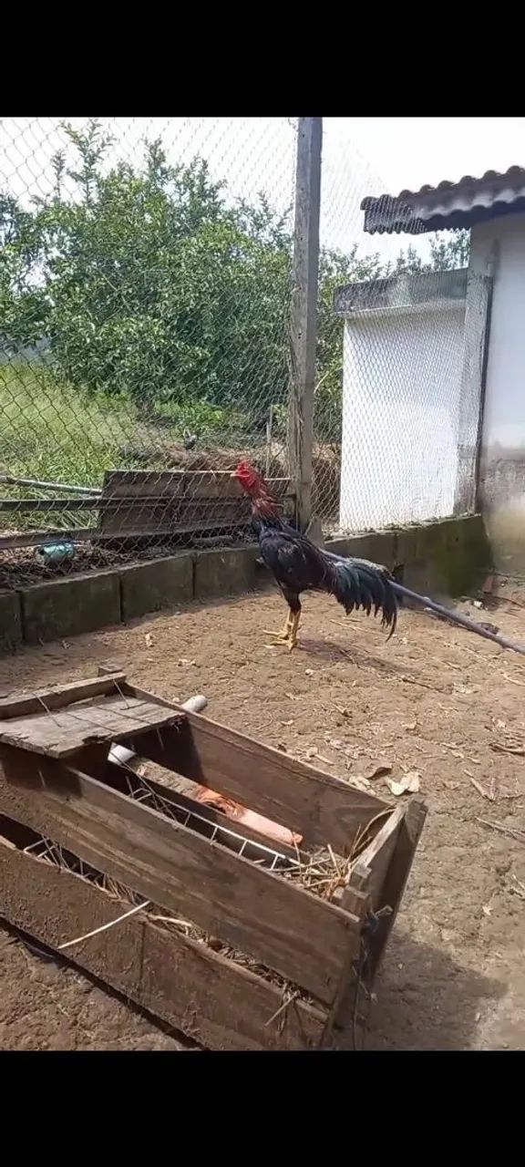 Galo indio mura - Foto 4