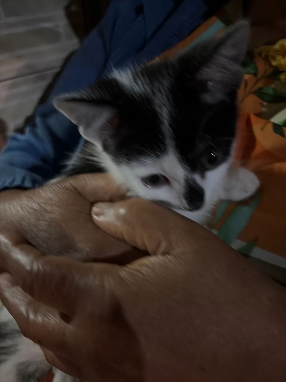 Doação gata  - Foto 2