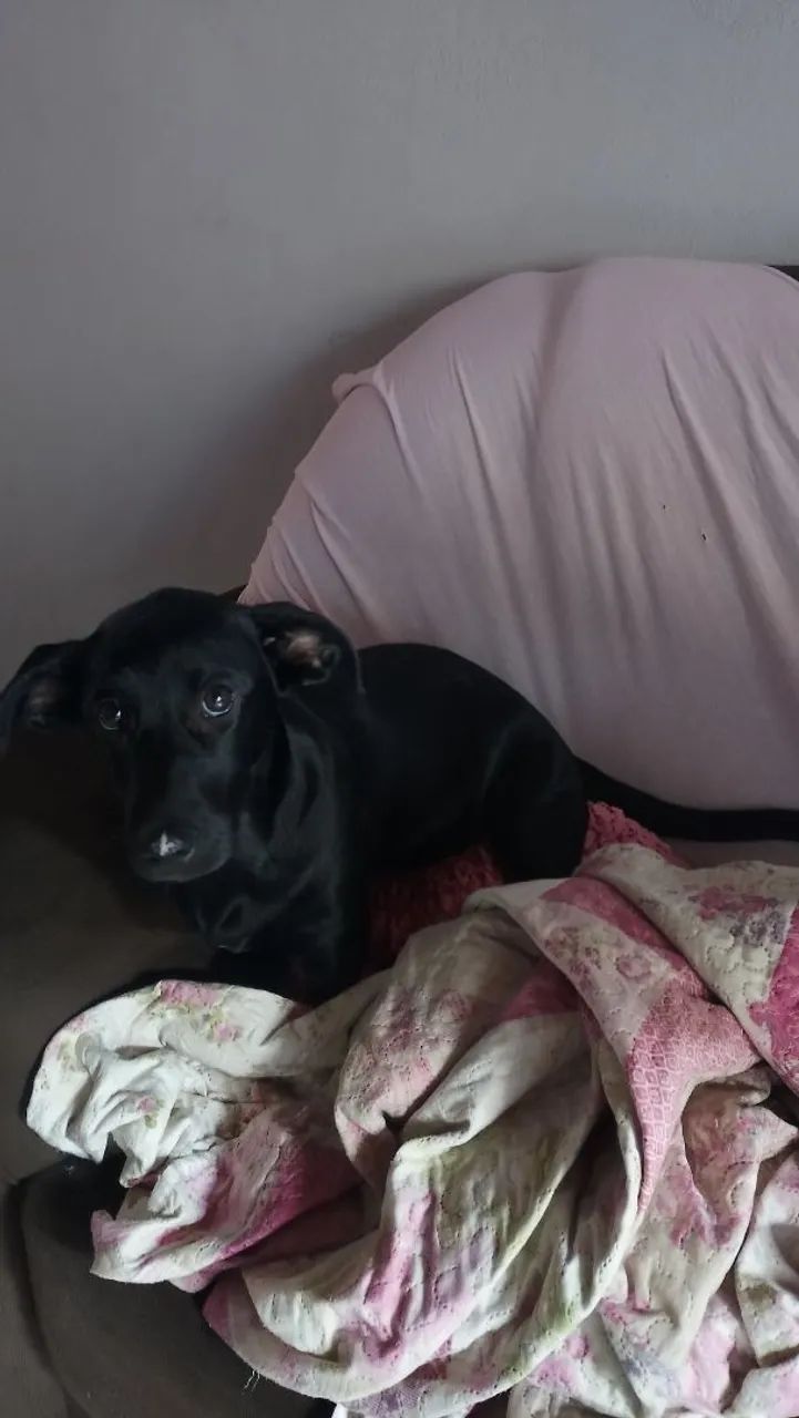 Doação de cachorrinha  - Foto 2