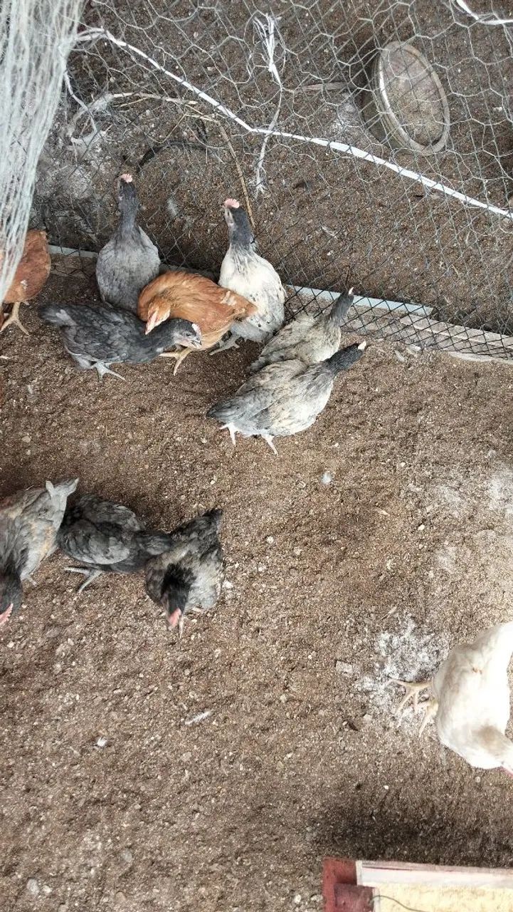 Frango  - Foto 4