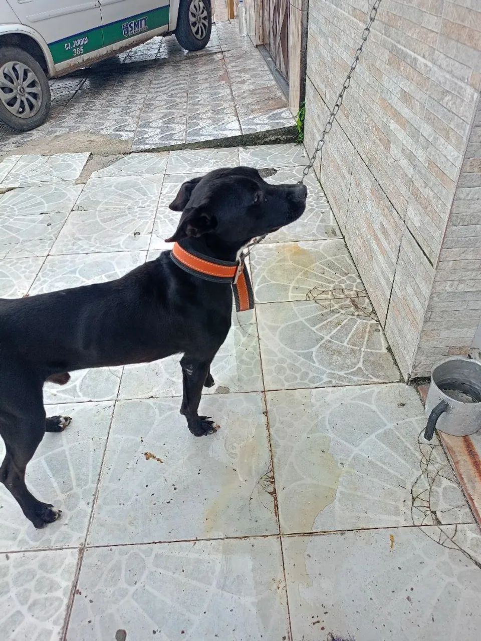 Cachorro para doação  - Foto 2