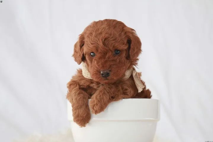 Poodle - Últimos | Chamar Já - Foto 3