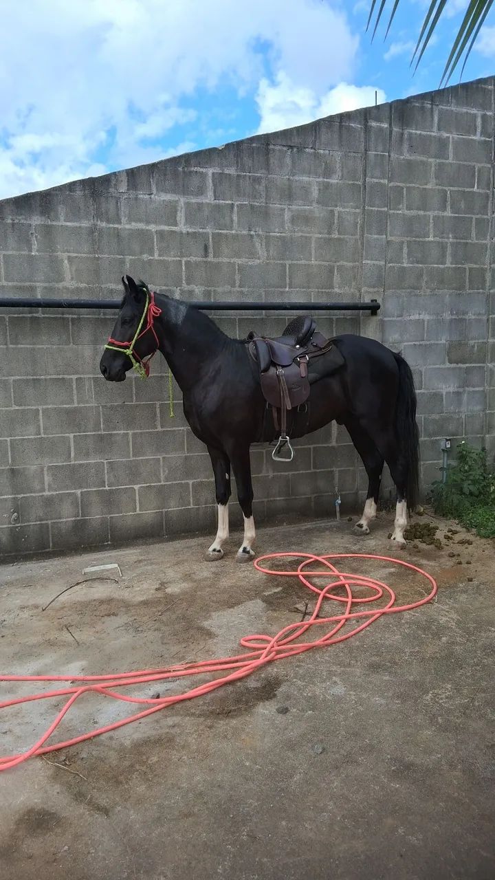 Vendo potro preto pampa calçado nas 4 patas registrado. - Foto 4