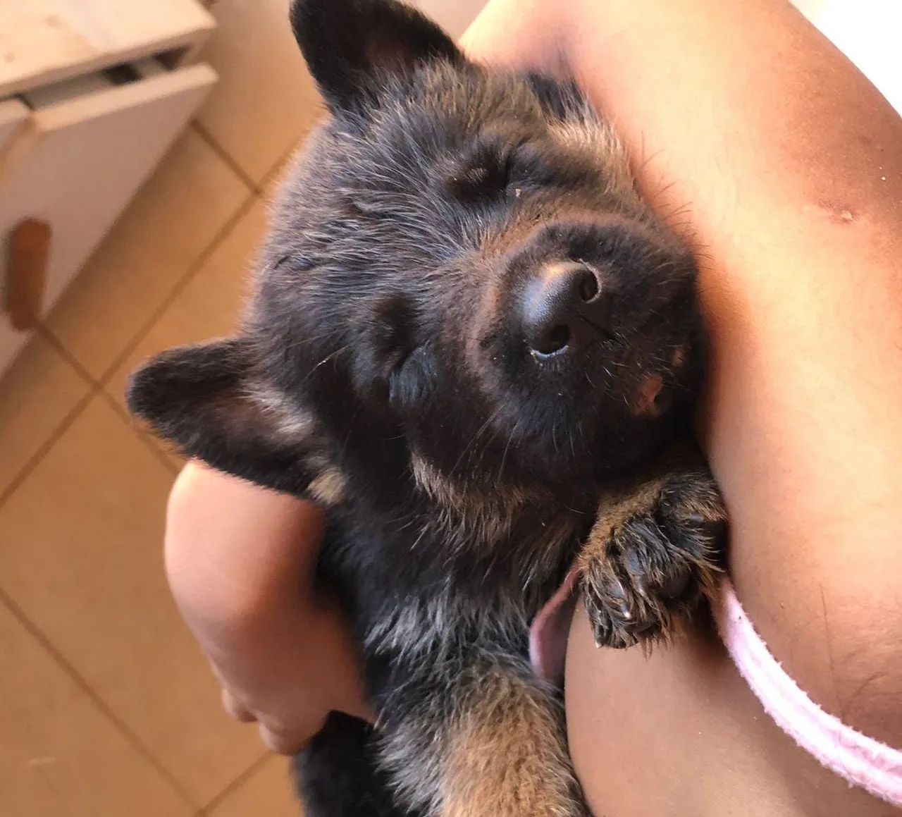 Pastor alemão capa preta 36 dias  - Foto 2