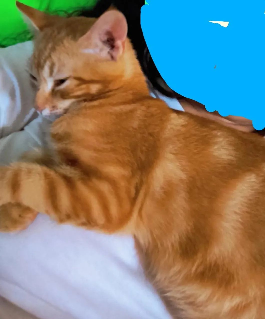 Doação de animais,gatos ,2 macho e 1 fêmea  - Foto 2