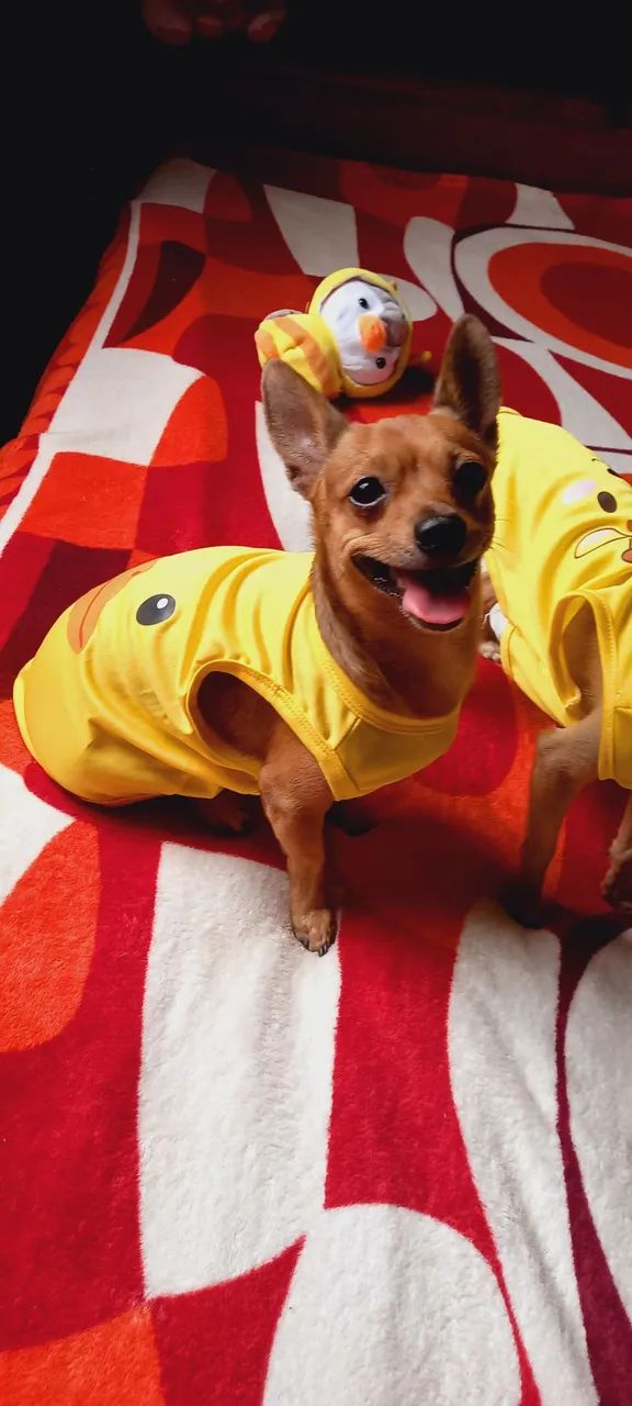 Roupas Pets - Foto 5