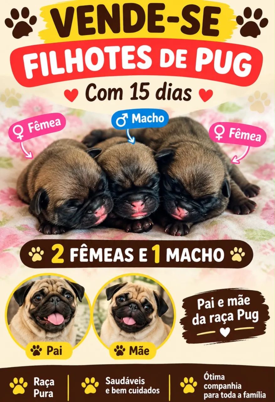 Filhotinhos de Pug 