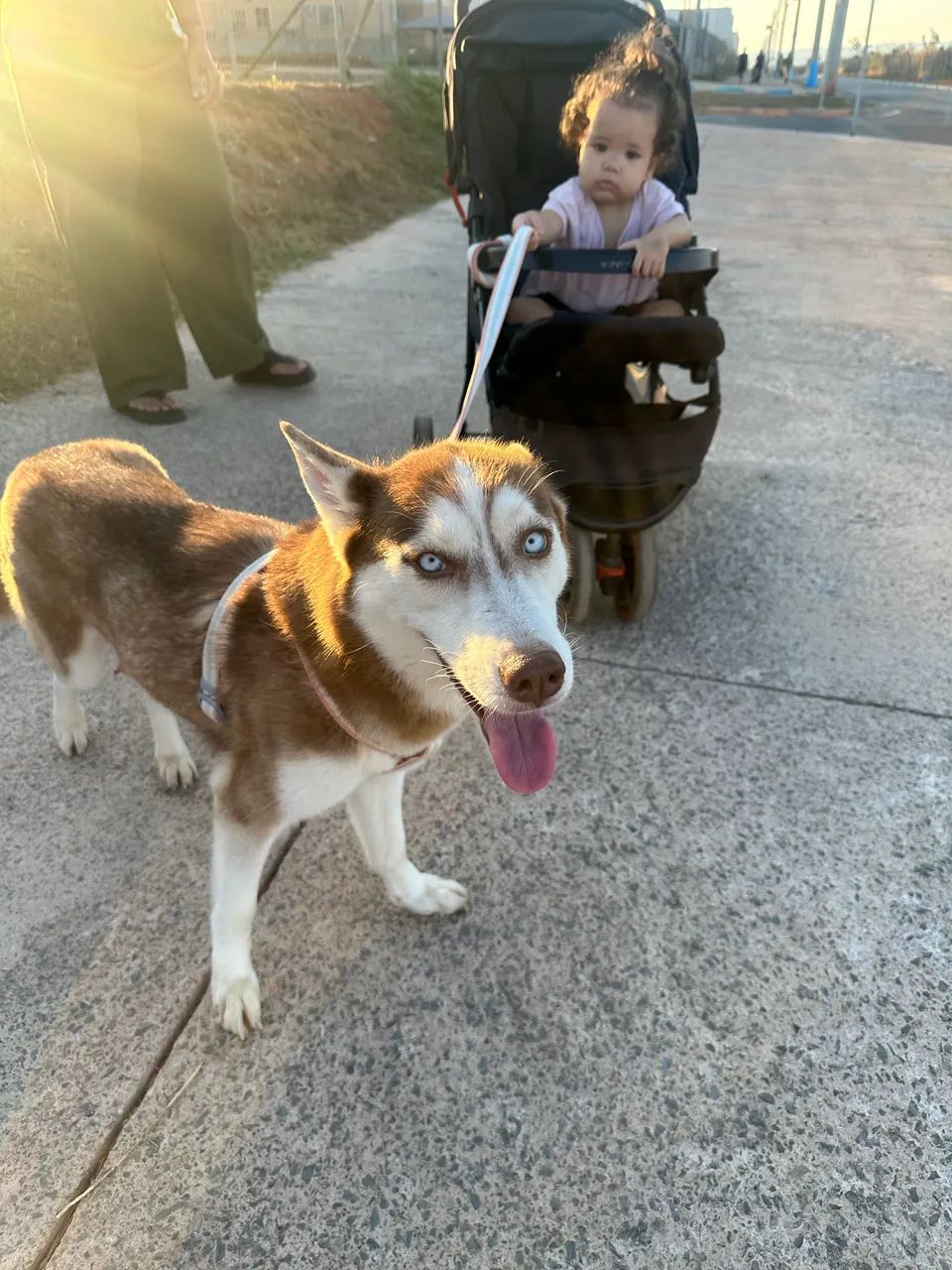 Husky siberiano 