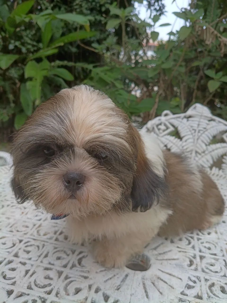 SHIH TZU MACHO CBKC  - Foto 2