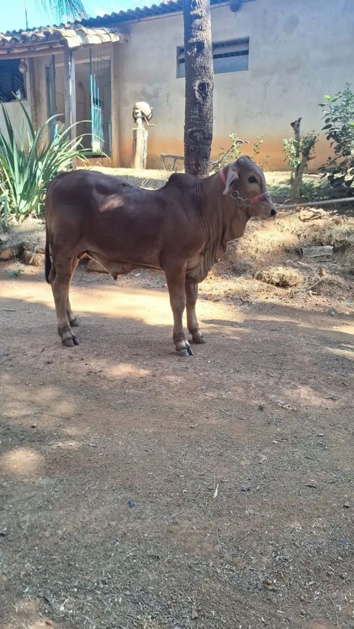 Sindi