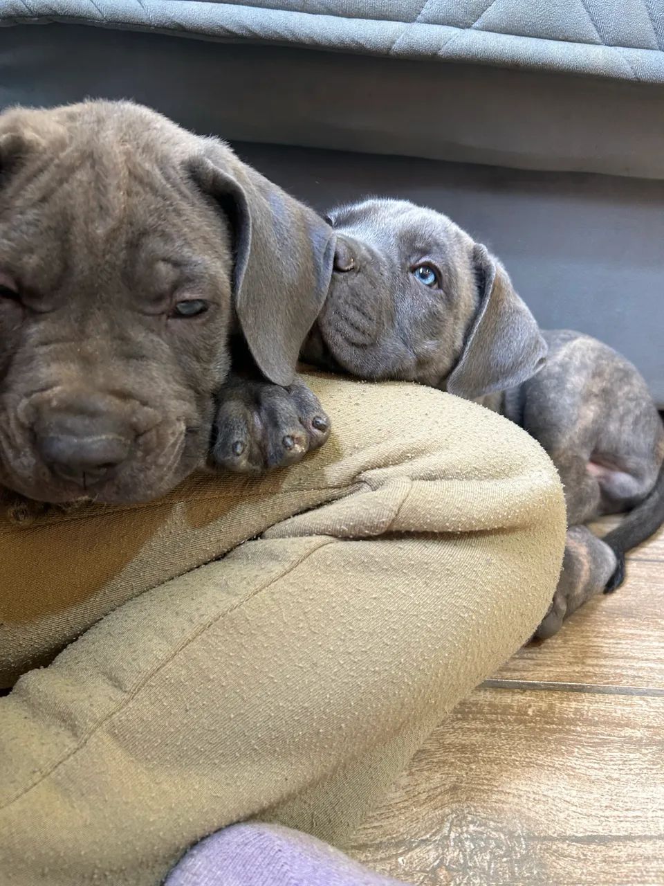 Cane Corso 