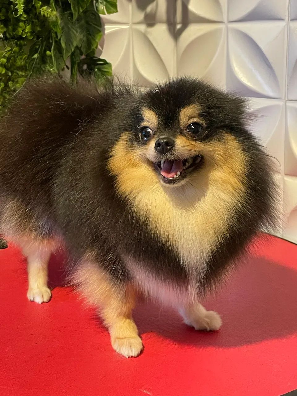 Spitz Alemão fêmea 