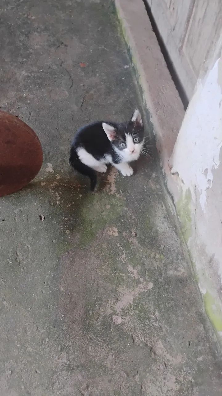 Gatos filhotes peludos para doação  - Foto 5