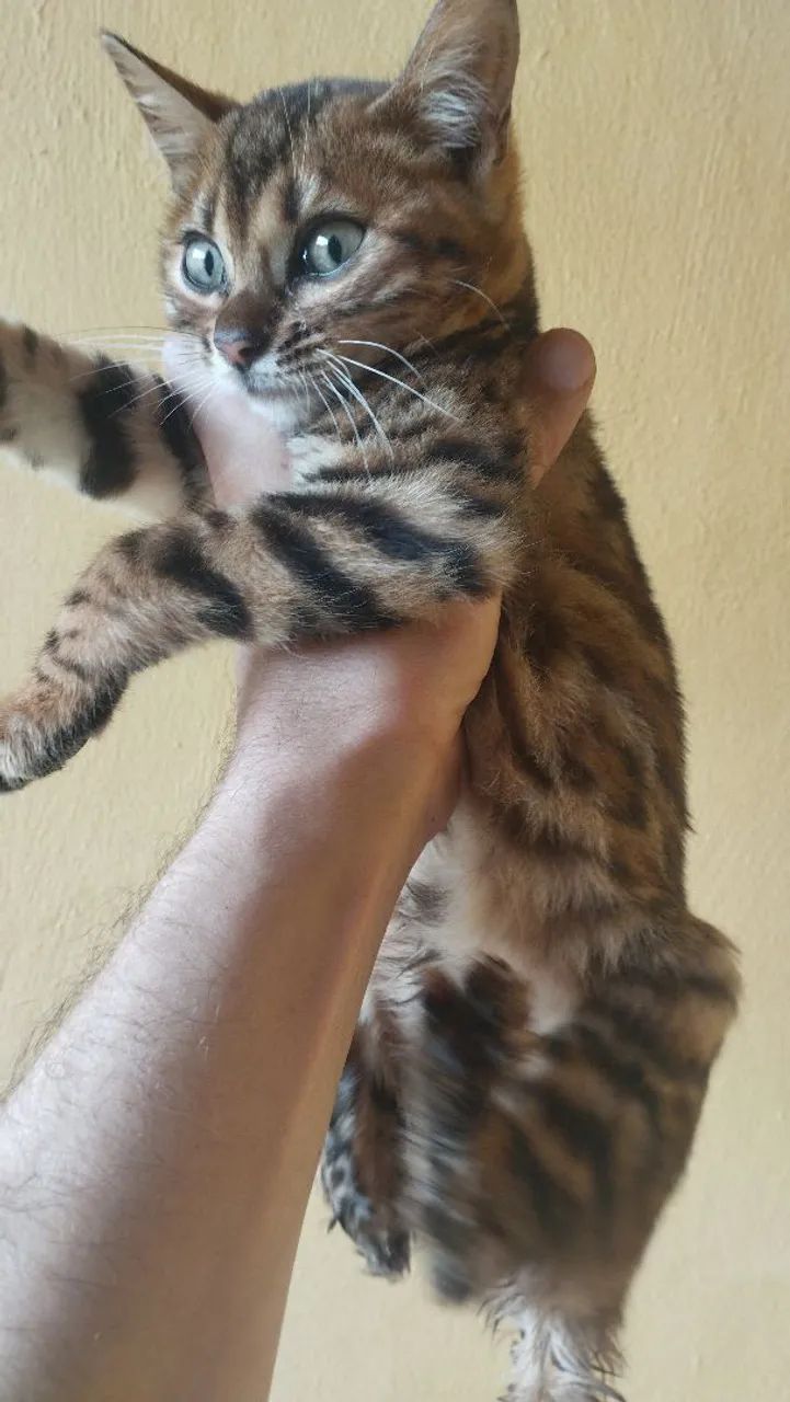 Bengal  - Foto 2