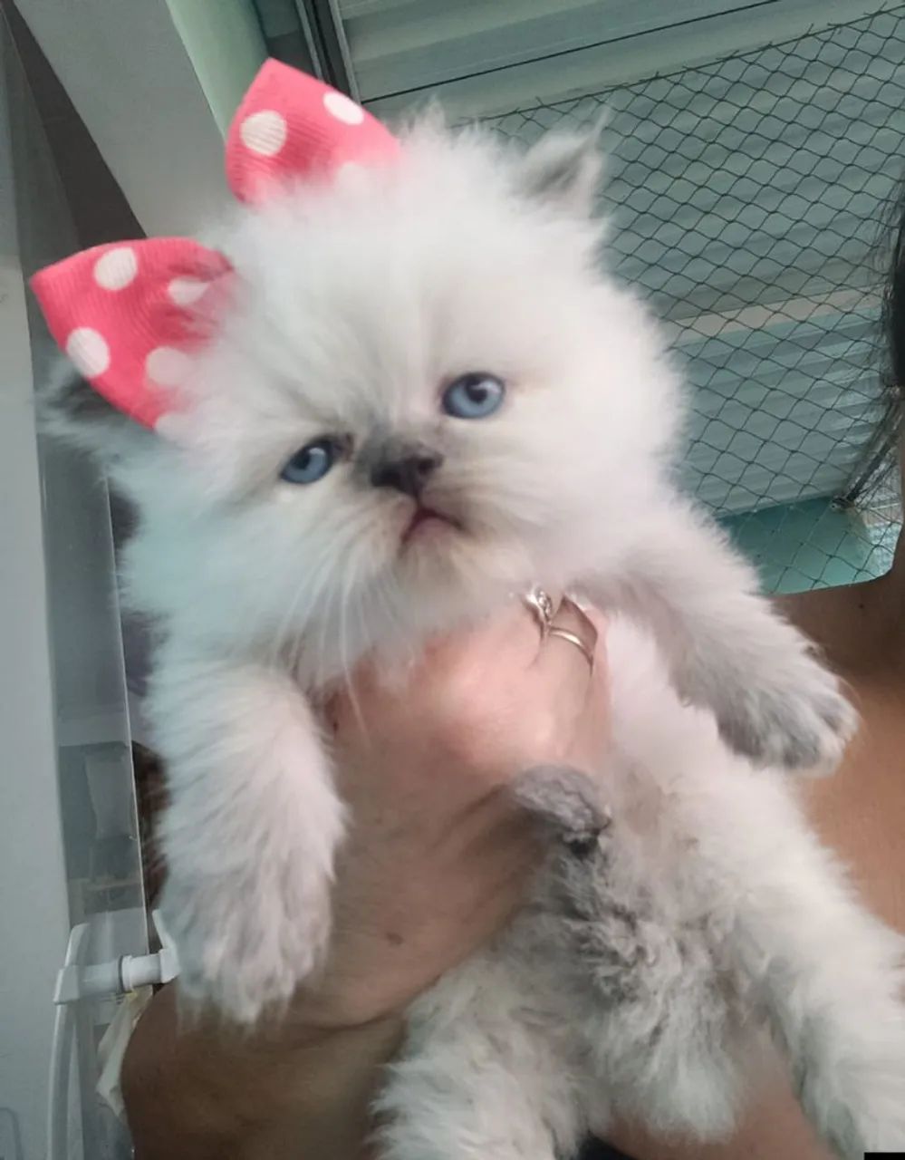 Bebês persa